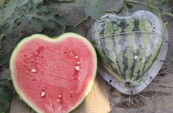 果蔬輸送帶廠家:瓜農(nóng)種心形西瓜520贈愛妻