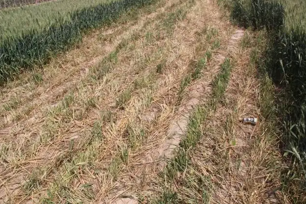 擎川輸送帶支持捍衛(wèi)糧食安全,對毀麥現(xiàn)象說不