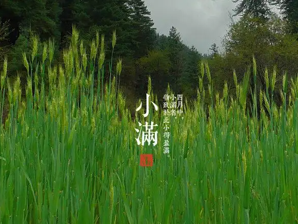 1653104080552560.png 小滿.png